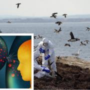 The global spread of H5N1 bird flu has caused alarm after killing record numbers of Scottish seabirds, and spilling into mammals