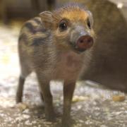 Litter of critically endangered piglets born at Scottish zoo