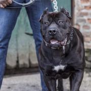 Rishi Sunak says he will ban  American Bully XL dogs