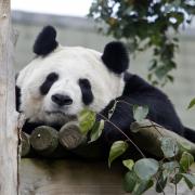 Edinburgh's pandas will soon return to China