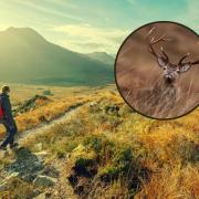 Visitors to Scotland’s hills urged to head online for deer stalking information