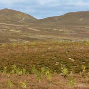 Green-minded investors are attracted to projects that encompass woodland creation and peatland restoration