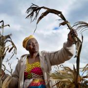 Euronica Monga, who lost crops to climate change induced drought - pictured with some of her dying crop of maize