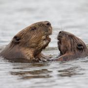 Changes to species translocation guidance following Loch Lomond beavers investigation