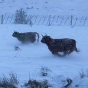 Sean Batty from STV shared 'adorable' footage of Scottish cows running through the snow on X, formally known as Twitter.