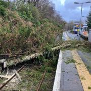 A fallen tree on on the West Highland railway line