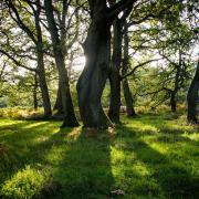 Binning Wood in East Lothian