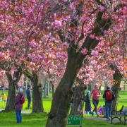 Cherry blossom in Edinburgh's Meadows on Saturday Pic: Gordon Terris