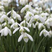 A close-up of some snowdrops.