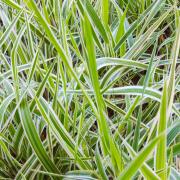 Take Carex: why sedges are ideal for damp, shady spots