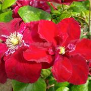 The double red clematis Charmaine.