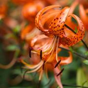 If your soil is alkaline then you can plant tiger lilies, Lilium lancifolium. Photograph: Shutterstock