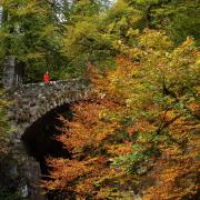 Autumn colours at The Hermitage near Dunkeld in Perthshire. Picture: Colin Mearns/The Herald