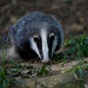 BADGER SPOTTED: Adrian Bumble Watts captured this shot of a badger