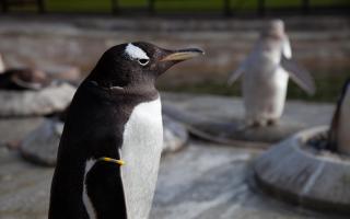Gentoo penguins in BBC Scotland series Inside The Zoo. Picture: Tern TV/BBC Scotland