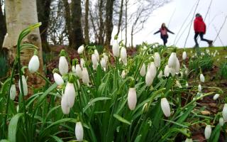 Children running past a display of snowdrops at Chatelherault Country Park near Hamilton.Picture: Colin Mearns