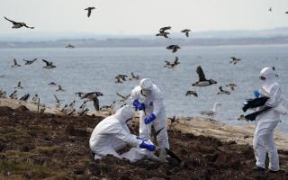 Bird flu outbreaks his many colonies in the summer