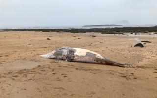 A minke whale carcass was found washed up on a North Berwick