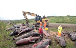 Post-mortem of stranded pilot whales on Lewis by Scottish Marine Animal Stranding Scheme (SMASS)