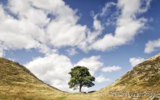 The Sycamore Gap tree at Hadrian's Wall