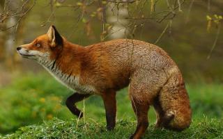 Campaigners want to see a full ban on snares