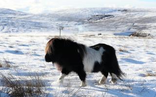 A Shetland pony grazing in a field near Scalloway on the Shetland Islands after recent snowfall