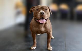 An example of an XL Bully dog according to the UK Government
