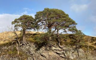 A ‘lost’ native pinewood of wild Scots pines