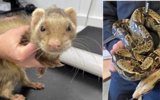 Ferrets and snakes were found in extremely poor condition in East Kilbride