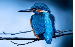 A kingfisher. Picture by Libby Penman