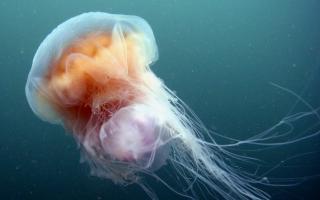 What are the jellyfish smacks telling us?