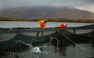 A Scottish salmon farm