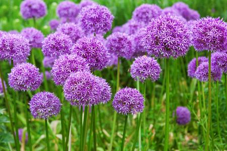 Planting perennials like alliums not only adds interest but also ...