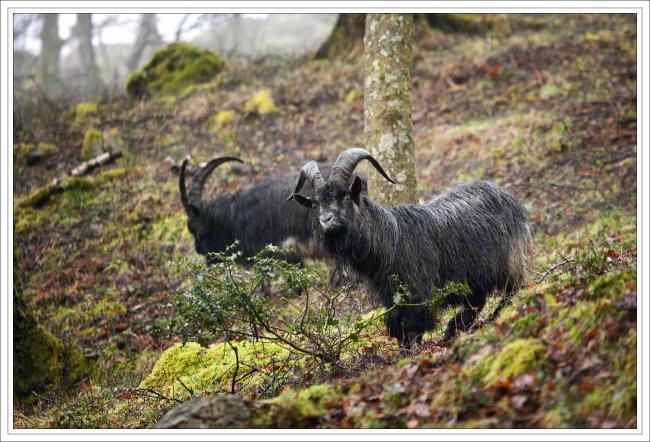 Concerns raised over the goat herd known as defenders of Robert the Bruce. Picture by Lighthouse Images