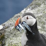 Puffins are among the birds under threat
