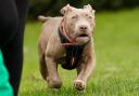 XL Bully dogs have been banned in England and Wales