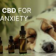 In this article, we'll explore high-quality CBD products specifically designed to create a soothing and more relaxing experience for your furry, loyal friend.