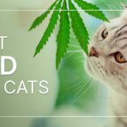 Considering cats' selective preferences, exploring different CBD products is helpful.