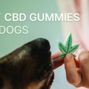 By adding CBD gummies to your dog's daily routine, you may notice a remarkable difference in their mood, stress levels, and even joint health.