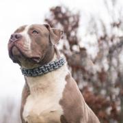 An XL bully-type dog has been put down and a woman charged after an incident in Coatbridge