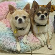Chihuahuas Jewel and Teddy are waiting to be chosen at Dogs Trust in Glasgow