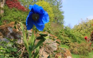 Cawdor blue poppies
