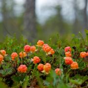 On a misty Highlands morning, hiking in the hills above Glen Almond, Caroline discovered a holy grail for foragers: the delicious, elusive, near-mythical cloudberry