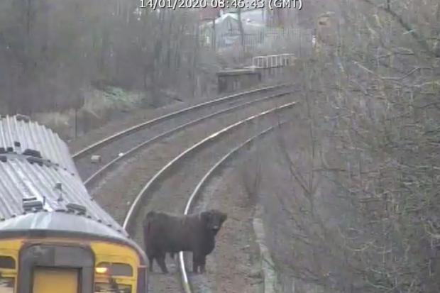 Glasgow rail disruption as cattle block line between Busby and Pollokshaws West