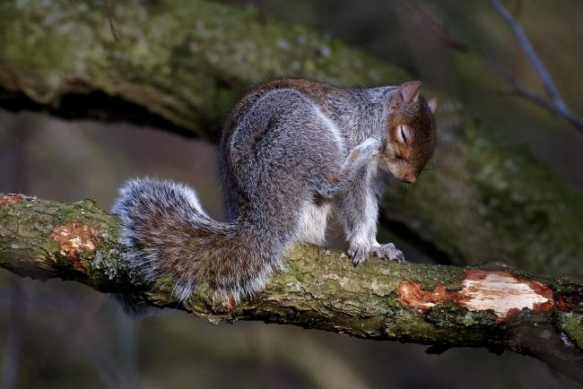 Mark Smith Come On You Greys Why We Should Fight For Scotland S Other Squirrels Heraldscotland