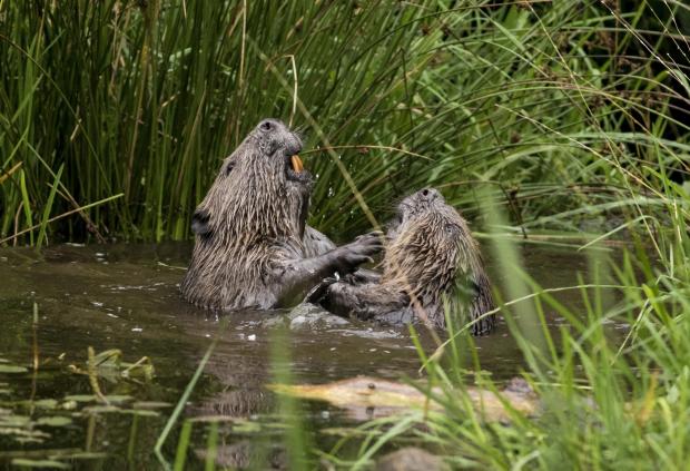 Beavers on the Tay, courtesy The Herald