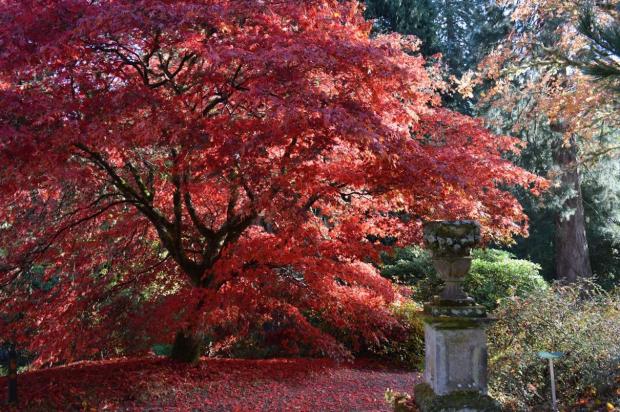 HeraldScotland: Dawyck Botanic Garden. Picture: Discover Scottish Gardens