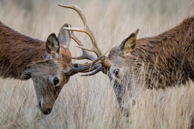 HeraldScotland: Deer Rutting. Picture: Getty