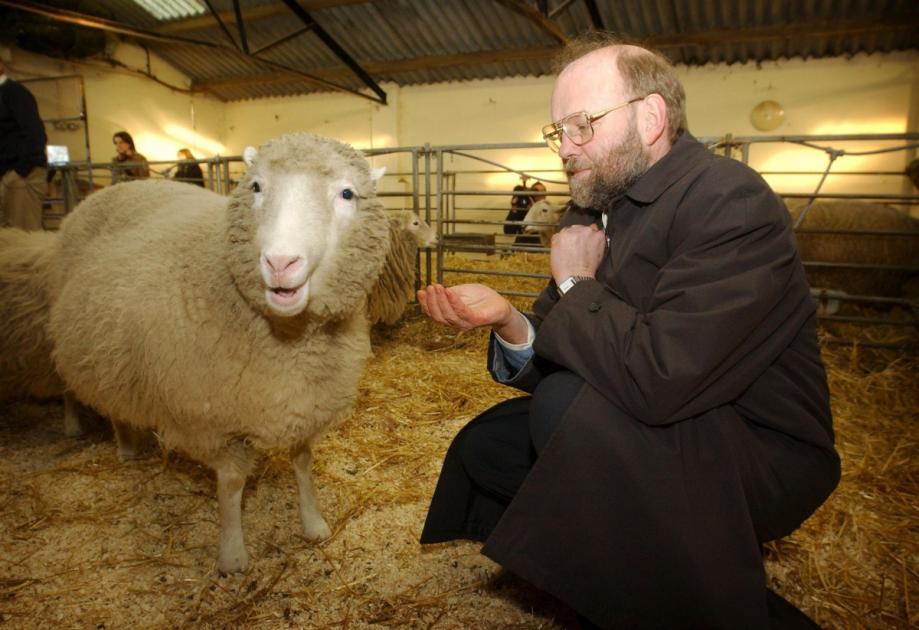 Dolly the Sheep: Her life and legacy 25 years on | HeraldScotland