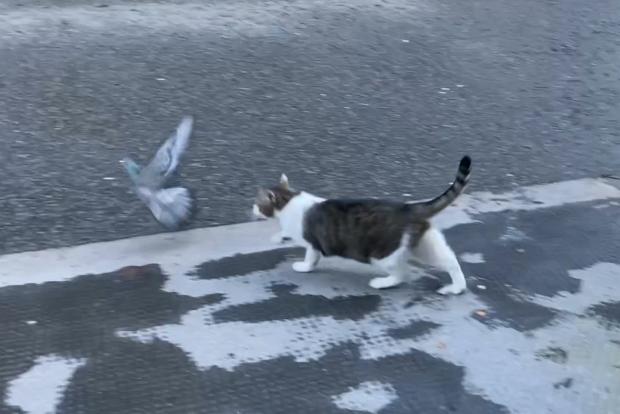 HeraldScotland: Larry the Cat stalking a pigeon on Downing Street